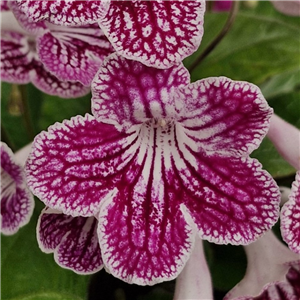 Streptocarpus 'Polka Dot Pink'